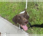 Small #1 German Shorthaired Pointer Mix