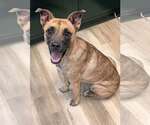 Small German Shepherd Dog Mix