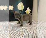 Small Photo #6 French Bulldog Puppy For Sale in MCMINNVILLE, TN, USA