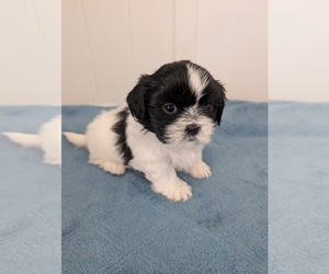 Shih Tzu Puppy for sale in BROOKSVILLE, KY, USA