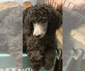 Poodle (Standard) Puppy for sale in POWHATAND, VA, USA