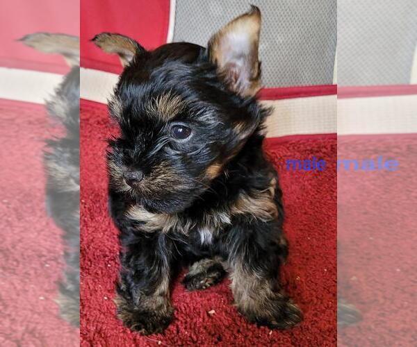 Medium Photo #4 Yorkshire Terrier Puppy For Sale in CONKLIN, NY, USA