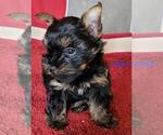 Small #3 Yorkshire Terrier