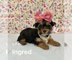 Small Yorkshire Terrier