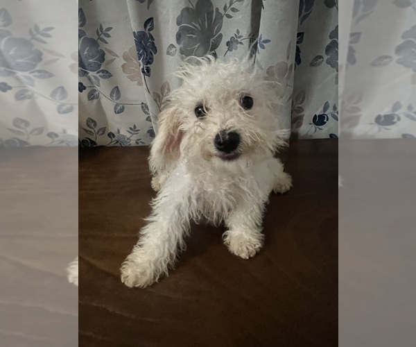 Medium Photo #41 Cavapoo-Poodle (Miniature) Mix Puppy For Sale in DURHAM, CT, USA
