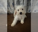 Small #40 Cavapoo-Poodle (Miniature) Mix