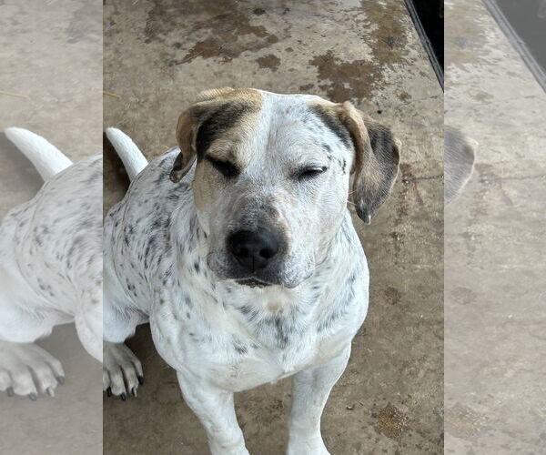 Medium Photo #8 Pointer-Unknown Mix Puppy For Sale in Okolona, MS, USA