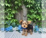 Small #1 Yorkshire Terrier