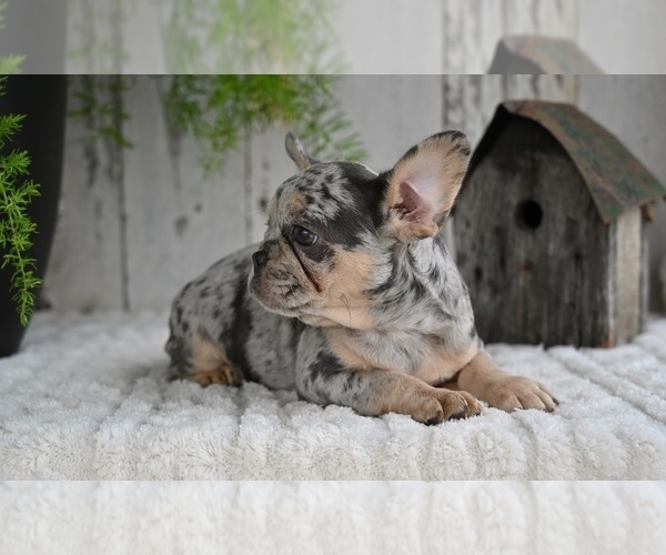 Medium Photo #10 French Bulldog Puppy For Sale in MILLERSBURG, OH, USA