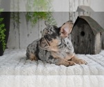 Small #9 French Bulldog