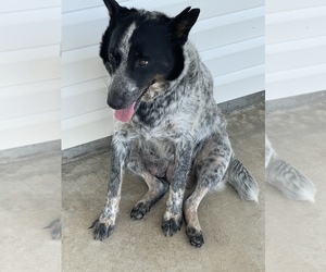 Mother of the Australian Cattle Dog-Border Collie Mix puppies born on 05/21/2021