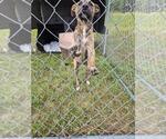 Small #1 American Pit Bull Terrier Mix
