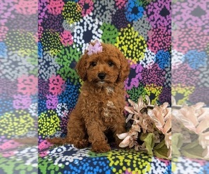 Cavapoo Puppy for sale in NEW PROVIDENCE, PA, USA