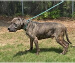 Small #3 Mutt