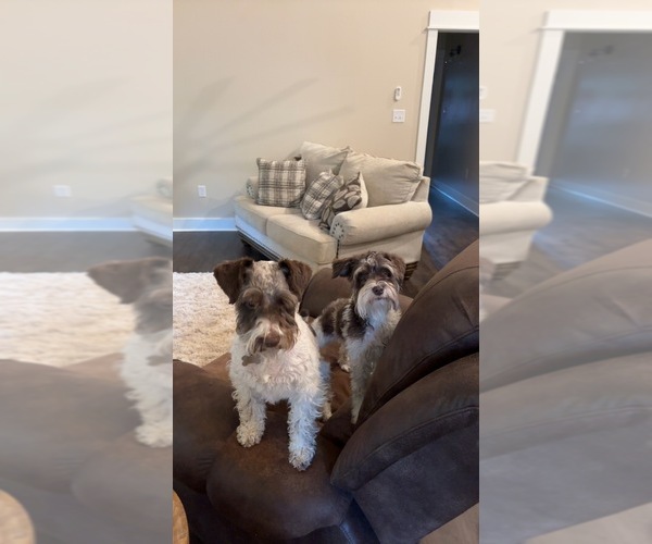 Medium Photo #1 Schnauzer (Miniature) Puppy For Sale in HATTIESBURG, MS, USA
