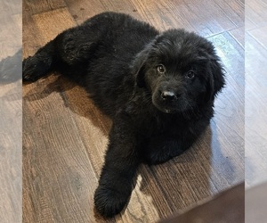 Newfoundland Puppy for Sale in BERESFORD, South Dakota USA