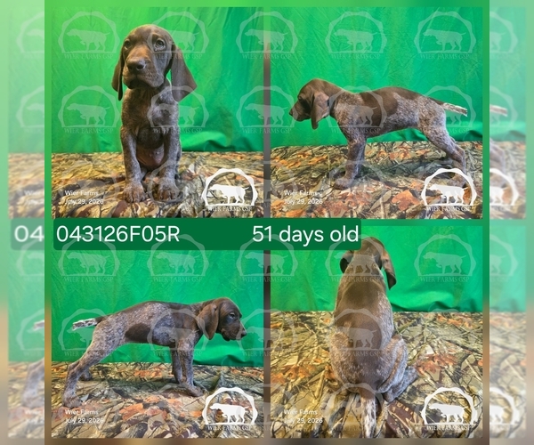 Medium Photo #14 German Shorthaired Pointer Puppy For Sale in MOYIE SPRINGS, ID, USA