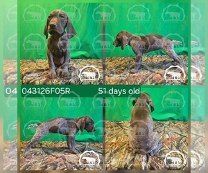 Medium German Shorthaired Pointer