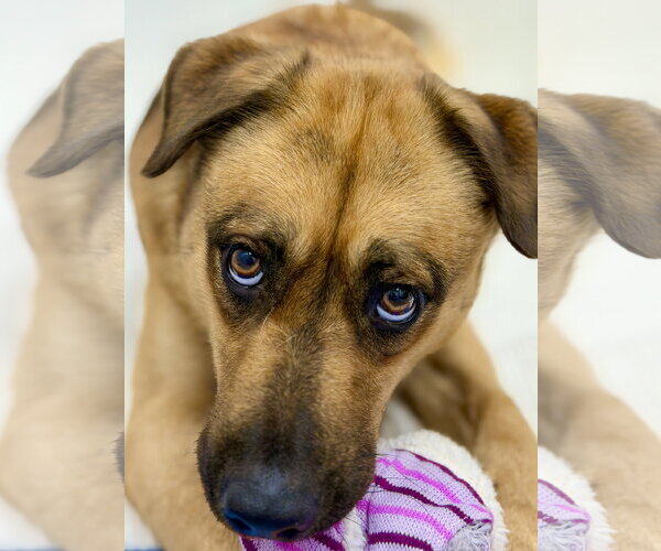 Medium Photo #7 Black Mouth Cur-Unknown Mix Puppy For Sale in West Cornwall, CT, USA