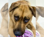 Small #6 Black Mouth Cur Mix