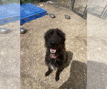 Small #4 Irish Wolfhound-Labrador Retriever Mix