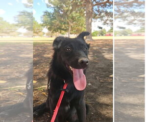 Colby - ADOPTION IN PROCESS - Male Mutt Dog for Adoption - Photo #3