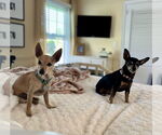 Small #20 Chihuahua