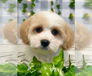 Cavachon Puppy for sale in MARIETTA, GA, USA