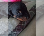 Small Photo #6 Rottweiler Puppy For Sale in CHATHAM, VA, USA