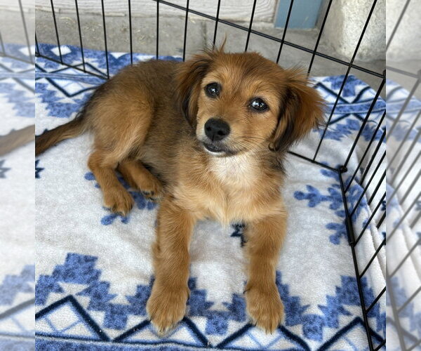 Medium Photo #1 Pekehund Puppy For Sale in Dana Point, CA, USA