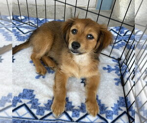 Pekehund Dogs for adoption in Dana Point, CA, USA