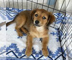 Small Pekehund