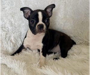 Boston Terrier Puppy for sale in CINCINNATI, OH, USA