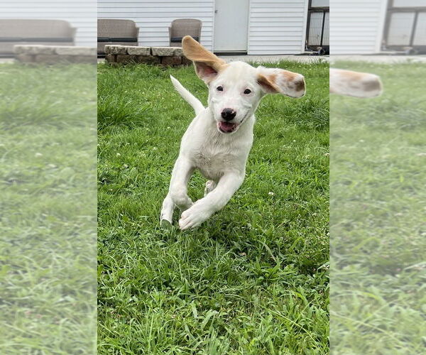 Medium Photo #5 Jack-A-Bee Puppy For Sale in Aurora, IN, USA