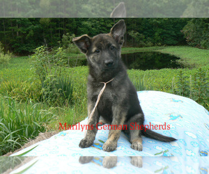 German Shepherd Dog Puppy for Sale in PIEDMONT, Missouri USA