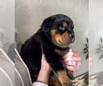 Small #45 Rottweiler