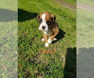 Boxer Puppy for sale in PELZER, SC, USA