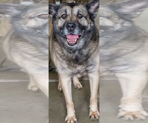 Mutt Dogs for adoption in Amarillo, TX, USA