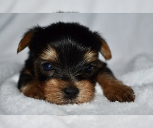 Yorkshire Terrier Puppy for sale in FAIRFAX, MO, USA