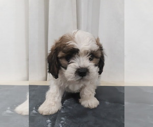 Zuchon Puppy for sale in MARENGO, WI, USA