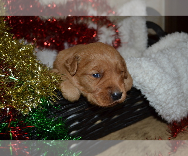 Medium Photo #27 Golden Retriever Puppy For Sale in GREENWOOD, WI, USA