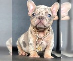 Small Photo #1 French Bulldog Puppy For Sale in REVERE, MA, USA