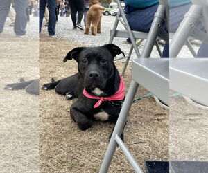 Labrador Retriever-Unknown Mix Dogs for adoption in Mount Pleasant, SC, USA