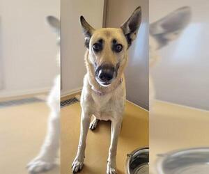 German Shepherd Dog-Unknown Mix Dogs for adoption in Lathrop, CA, USA