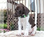 Small Photo #6 German Shorthaired Pointer Puppy For Sale in NARVON, PA, USA