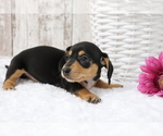 Small Photo #2 Dachshund Puppy For Sale in SHILOH, OH, USA