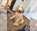 Puppy Mr Green Poodle (Standard)