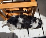 Small #2 Poodle (Miniature)