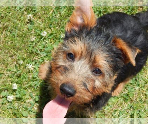 Medium Photo #8 Australian Terrier Puppy For Sale in WHITEWOOD, SD, USA