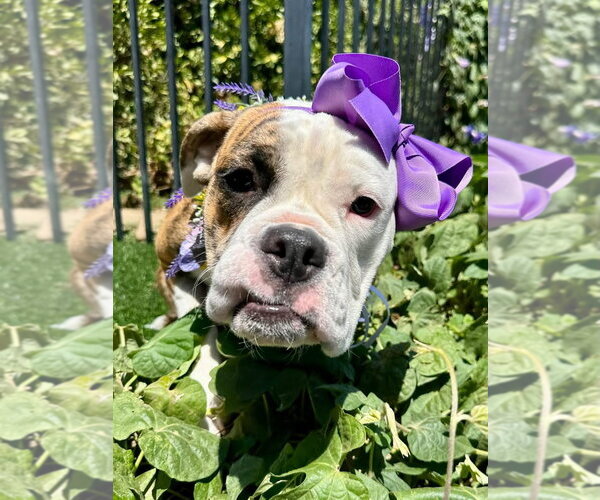 Medium Photo #3 Bulldog-Unknown Mix Puppy For Sale in Redlands, CA, USA